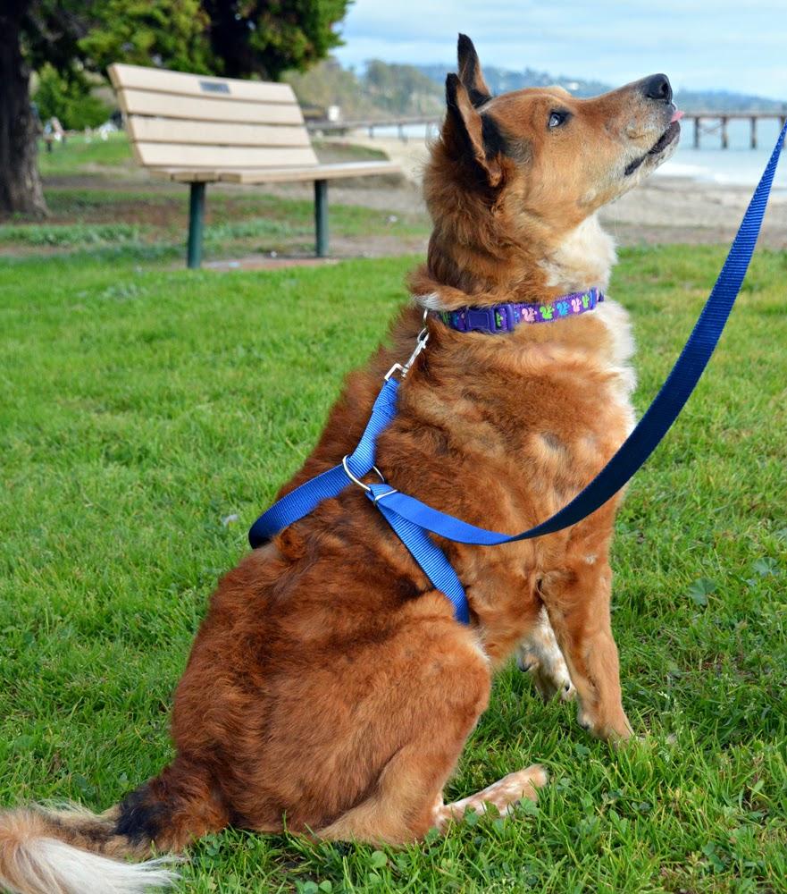 Instant Trainer Leash For Dogs - 70% OFF!