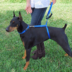 Instant Trainer Leash For Dogs - 70% OFF!
